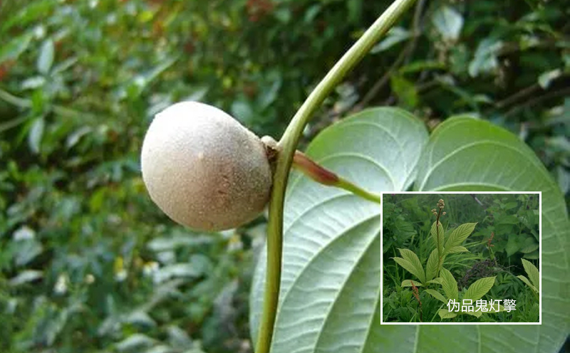 黃藥子與偽品鬼燈擎的特點區(qū)分